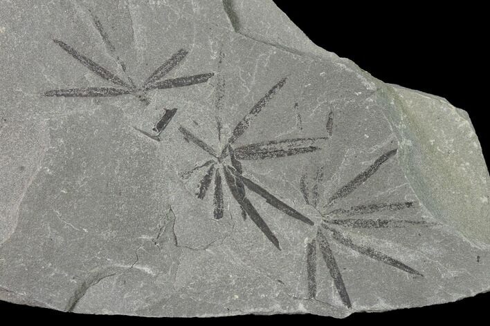Pennsylvanian Fossil Horsetail (Annularia) Plate - Kentucky #142576